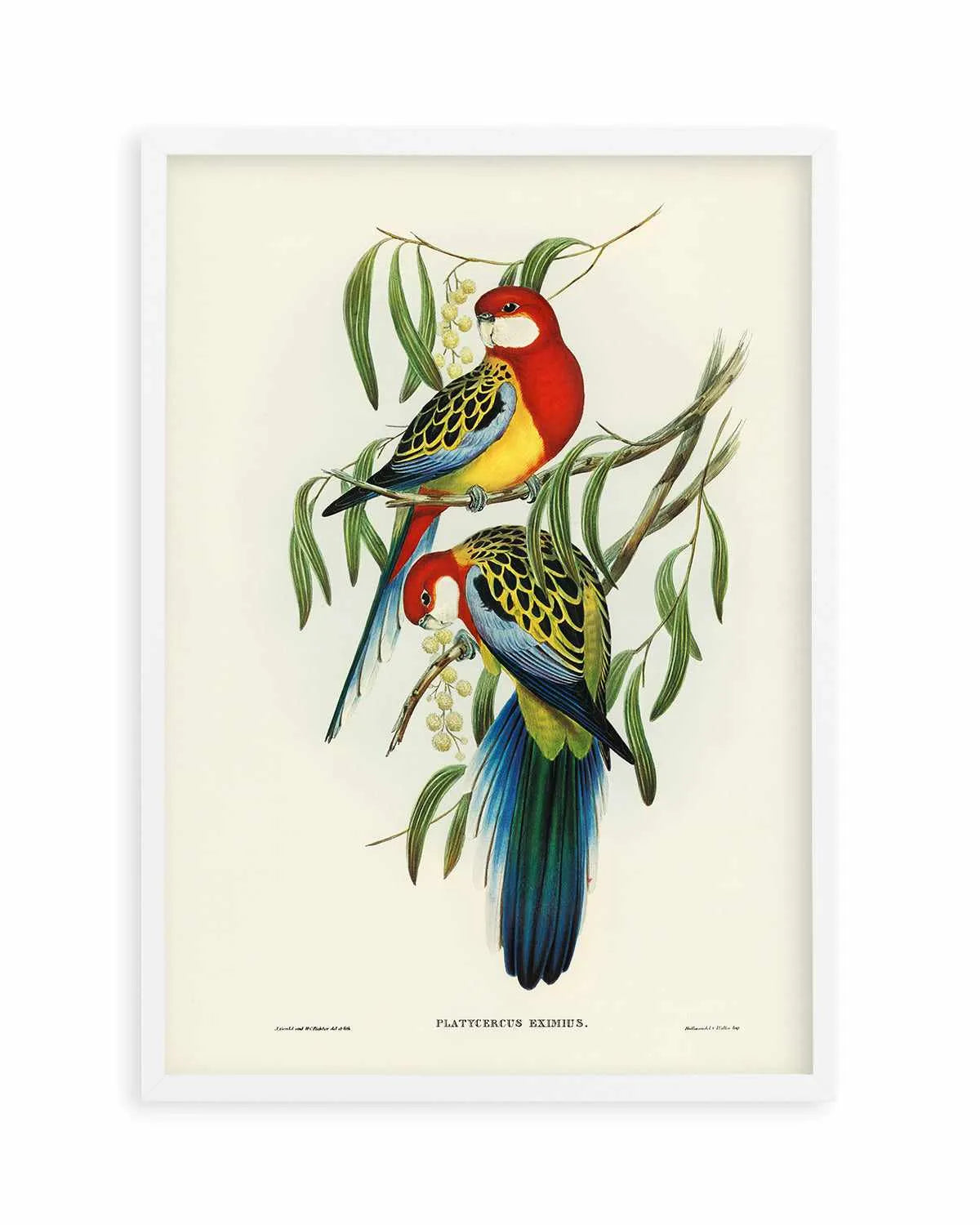 Australian Rosella Vintage Bird Illustration Art Print from Olive et Oriel where you can shop wallpaper and artworks online