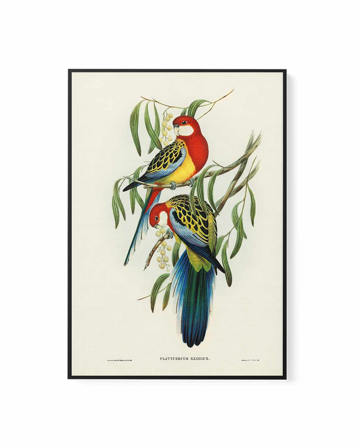 Australian Rosella Vintage Bird Illustration | Framed Canvas Art Print