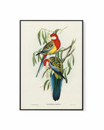 Australian Rosella Vintage Bird Illustration | Framed Canvas Art Print
