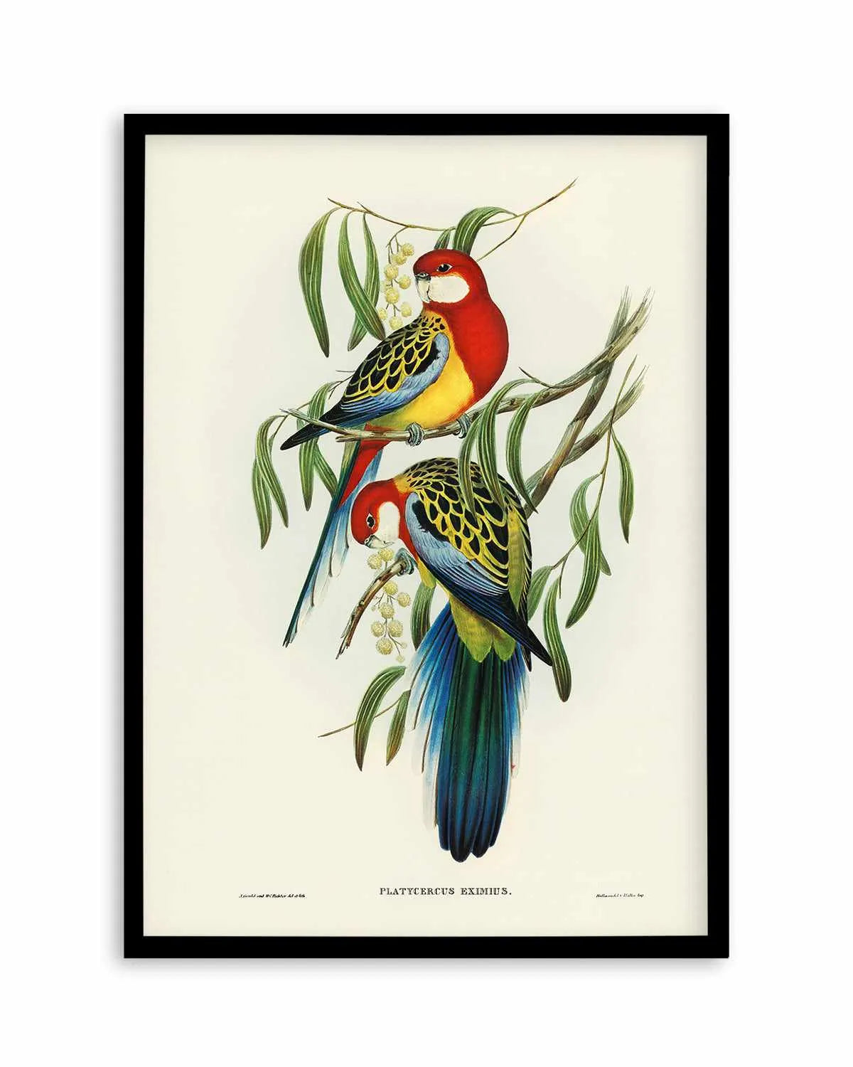 Australian Rosella Vintage Bird Illustration Art Print from Olive et Oriel where you can shop wallpaper and artworks online