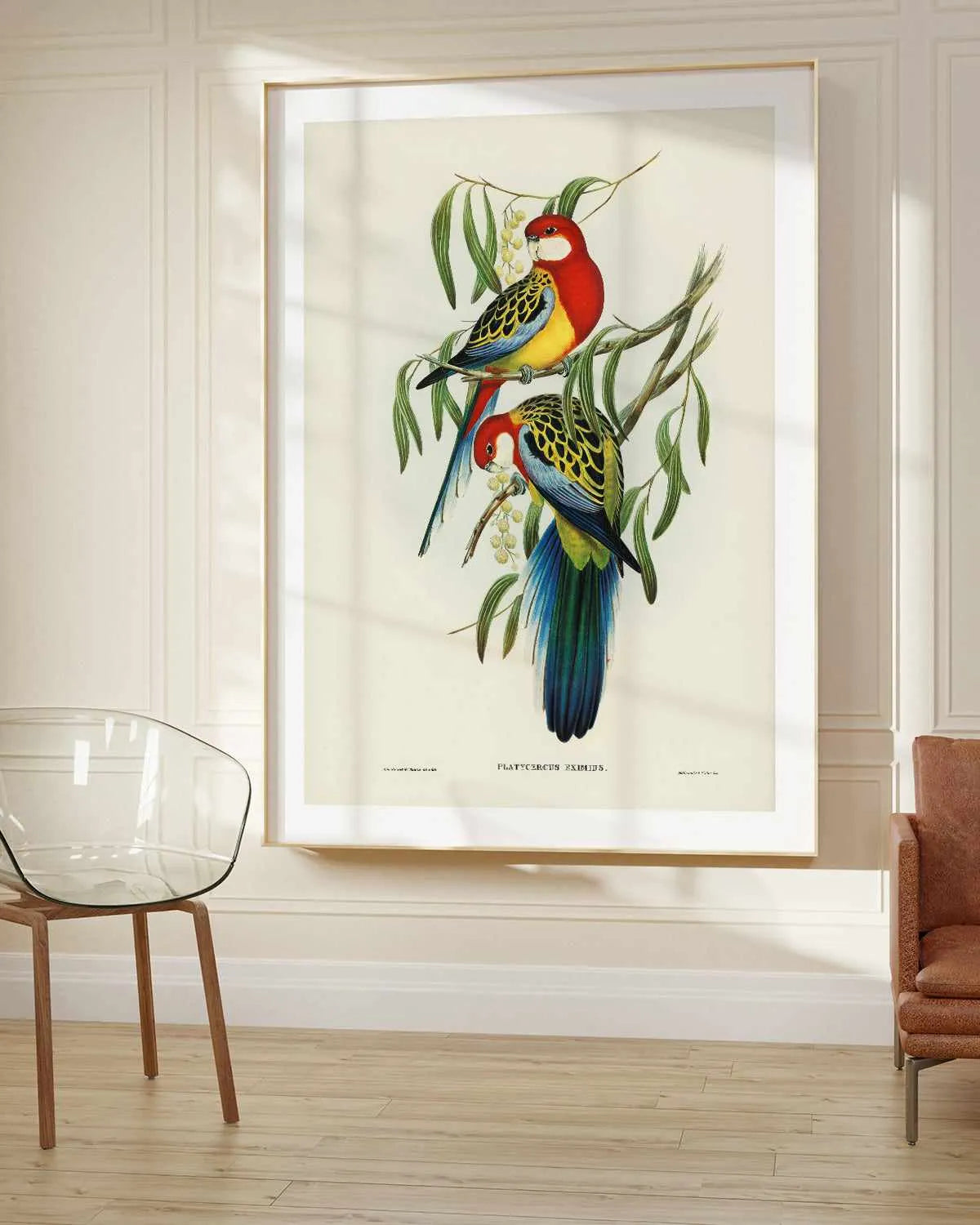 Australian Rosella Vintage Bird Illustration Art Print from Olive et Oriel where you can shop wallpaper and artworks online