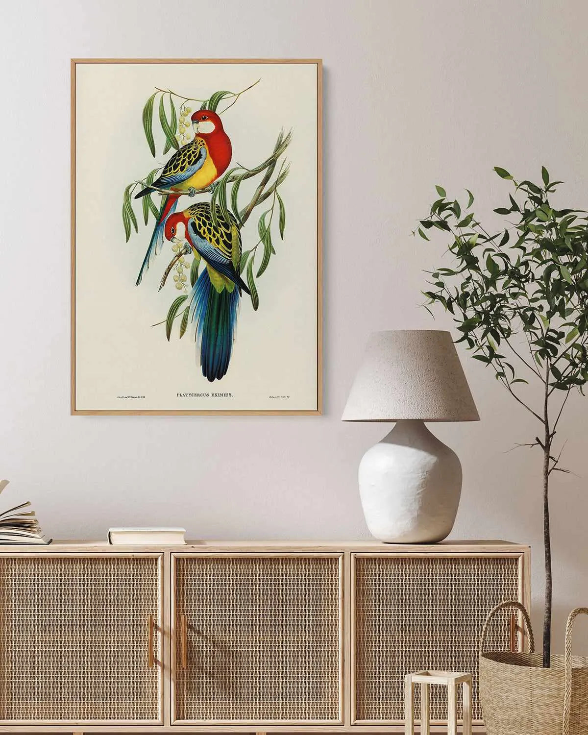 Australian Rosella Vintage Bird Illustration | Framed Canvas Art Print from Olive et Oriel where you can shop wallpaper and artworks online
