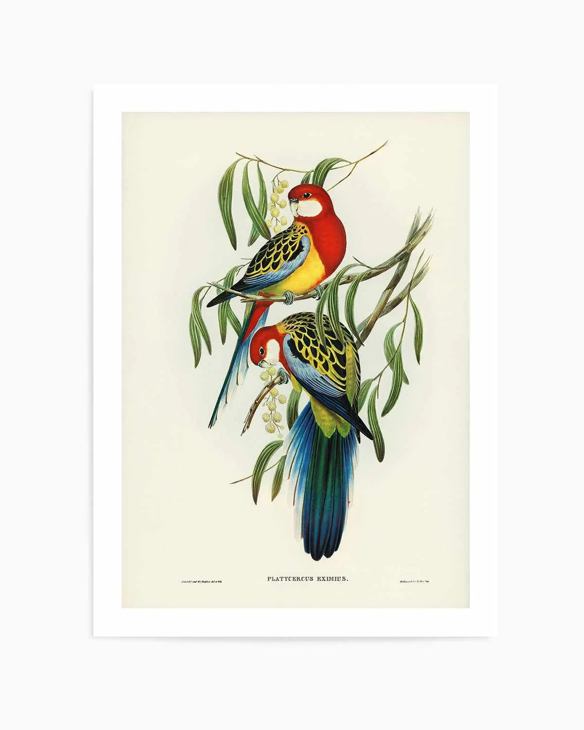 Australian Rosella Vintage Bird Illustration Art Print from Olive et Oriel where you can shop wallpaper and artworks online