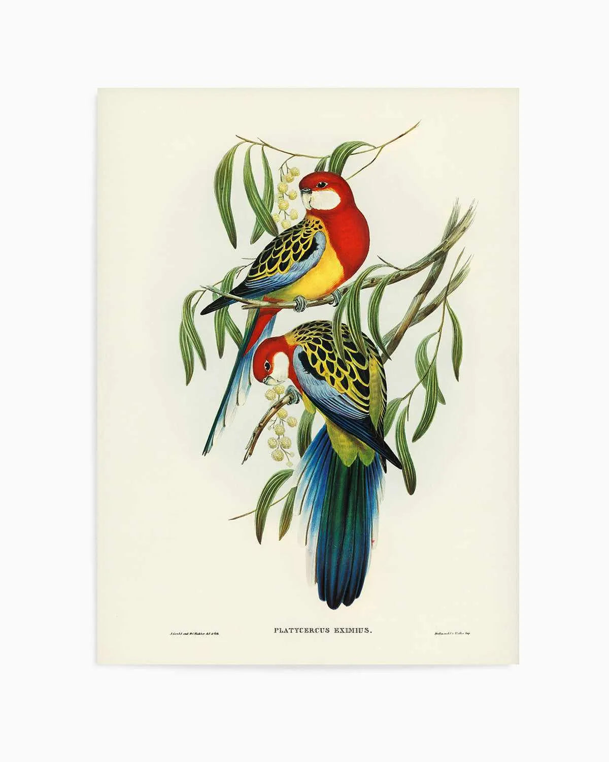 Australian Rosella Vintage Bird Illustration Art Print from Olive et Oriel where you can shop wallpaper and artworks online