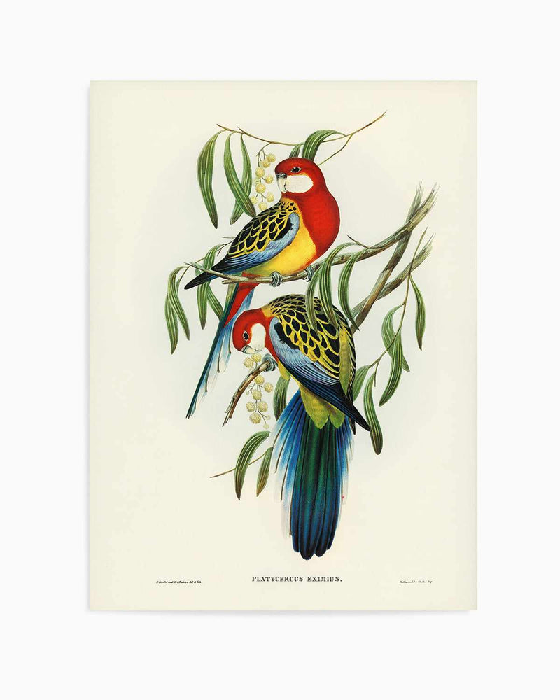 Australian Rosella Vintage Bird Illustration Art Print