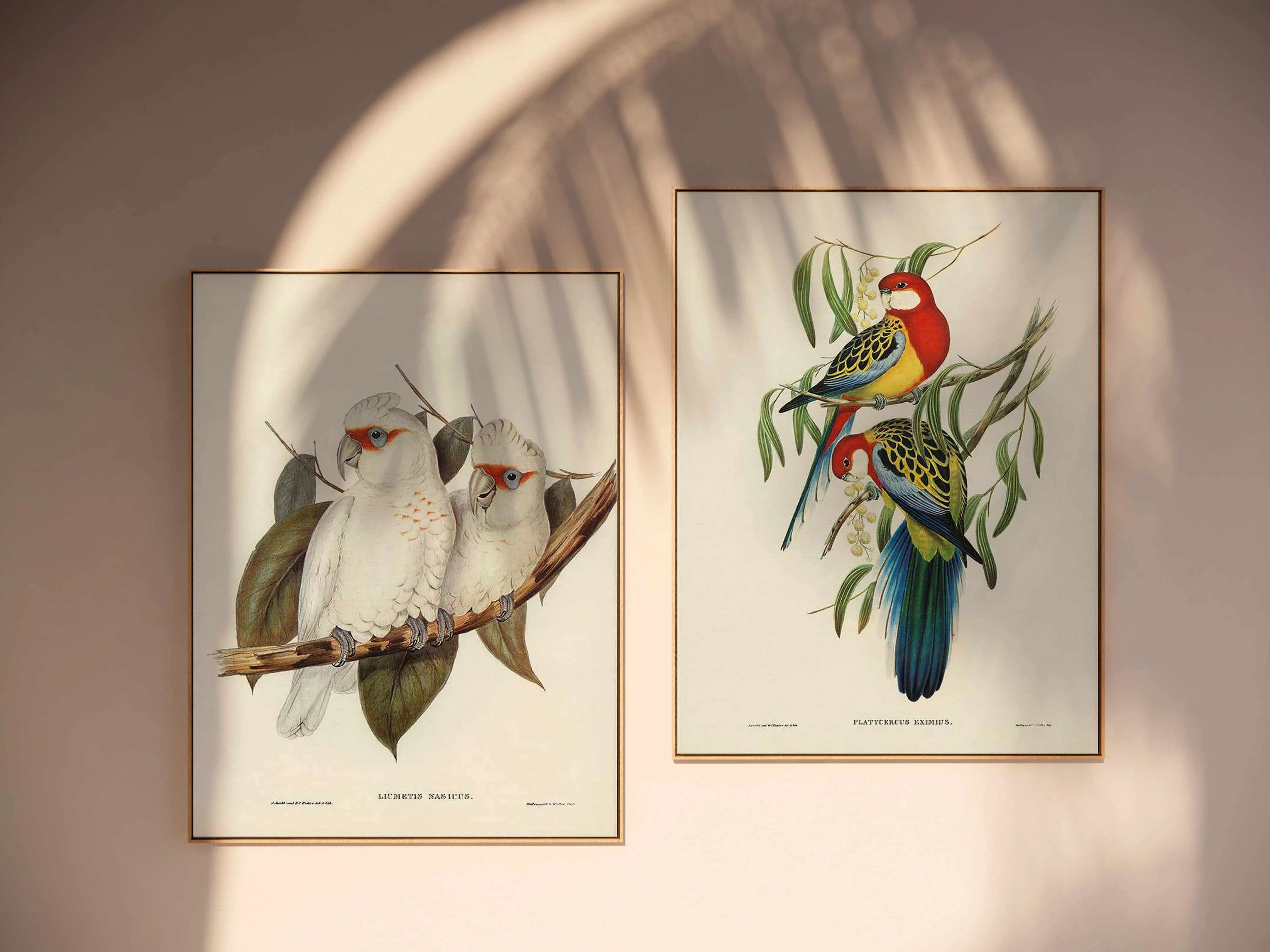 Australian Corella Cockatoo Vintage Bird Illustration | Framed Canvas Art Print from Olive et Oriel where you can shop wallpaper and artworks online