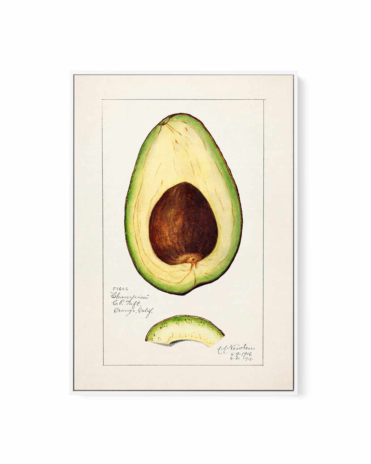 Avocado Vintage Poster | Framed Canvas Art Print