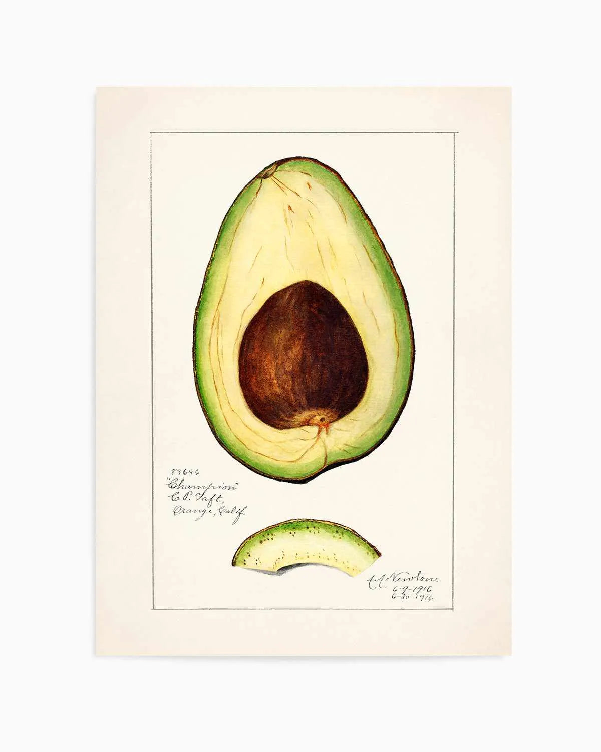 Avocado Vintage Poster Art Print from Olive et Oriel where you can shop wallpaper and artworks online