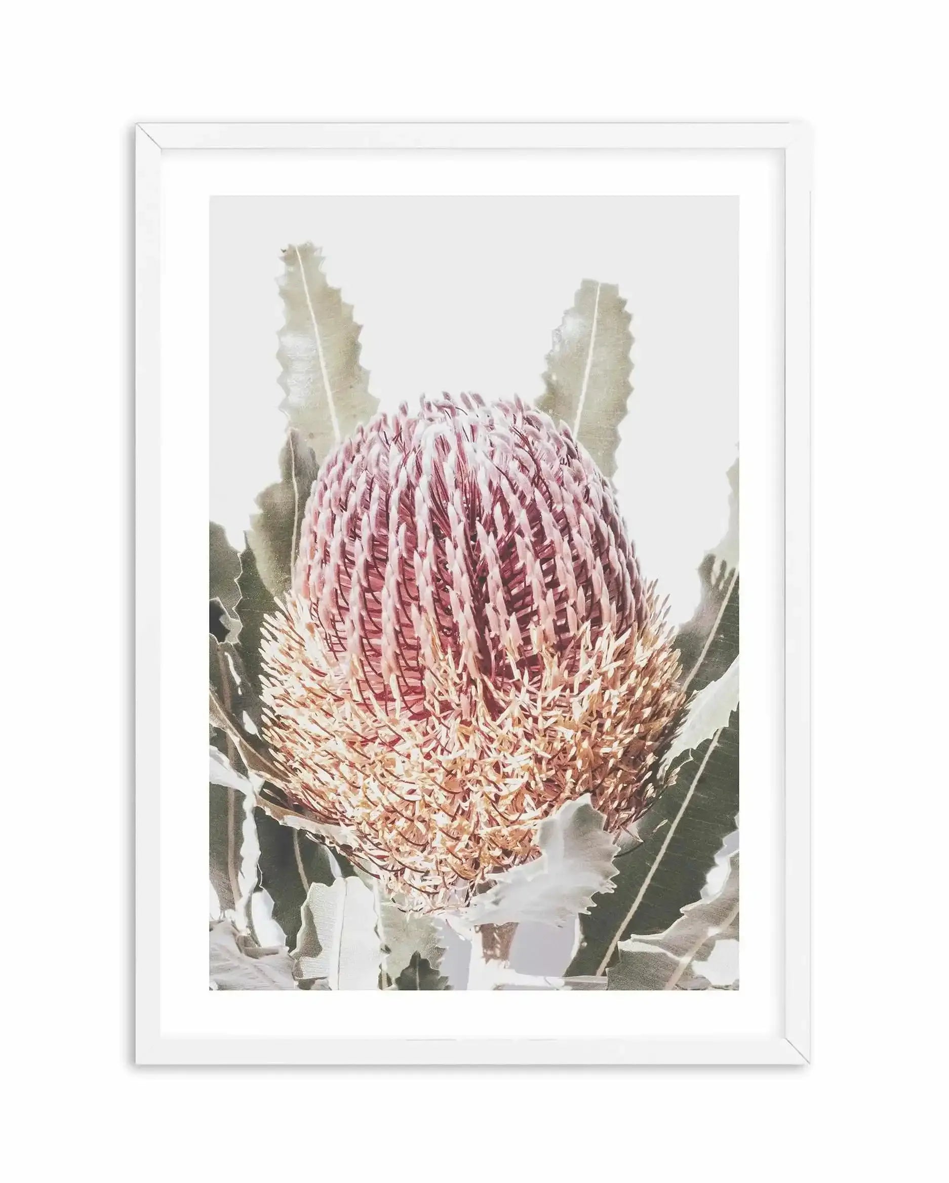 Blushing Banksia I | PT Art Print-PRINT-Olive et Oriel-Olive et Oriel-A4 | 8.3" x 11.7" | 21 x 29.7cm-White-With White Border-Buy-Australian-Art-Prints-Online-with-Olive-et-Oriel-Your-Artwork-Specialists-Austrailia-Decorate-With-Coastal-Photo-Wall-Art-Prints-From-Our-Beach-House-Artwork-Collection-Fine-Poster-and-Framed-Artwork