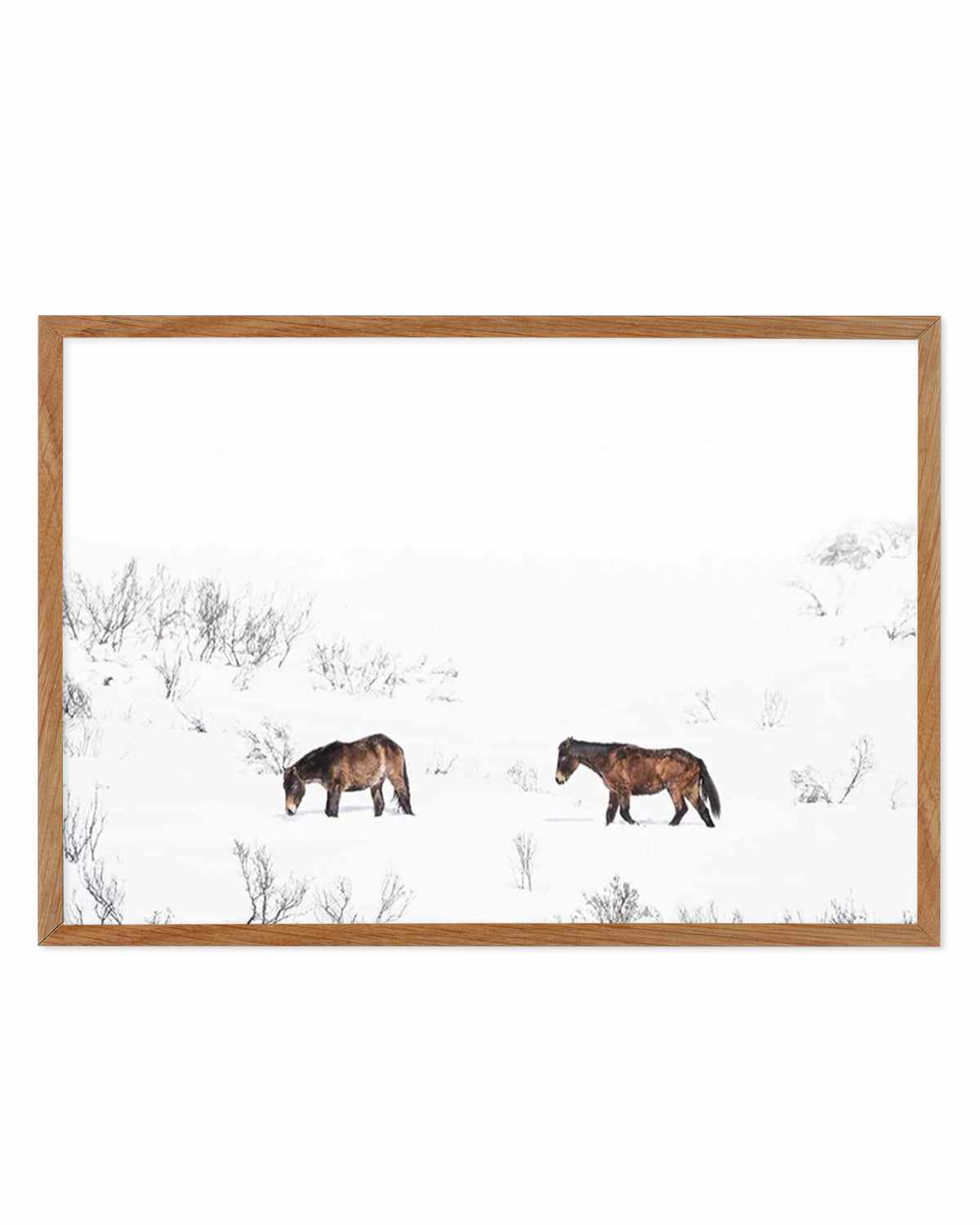 Baby Brumbies Art Print