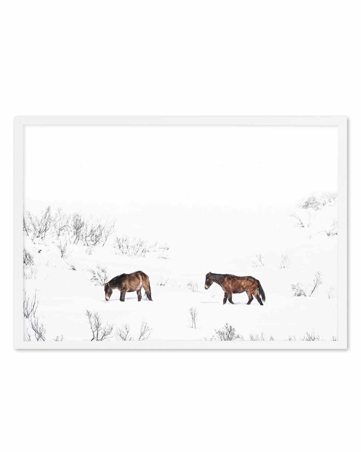 Baby Brumbies Art Print