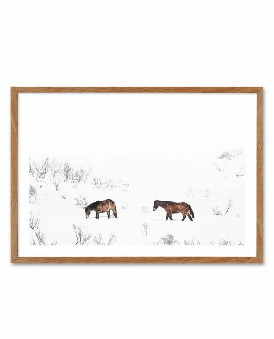 Framed photography art print of two wild horses in a snowy landscape, displayed in a natural oak frame with white border. The composition features two dark brown horses, one grazing and one walking, against a stark white background of snow and sparse, dark winter foliage.