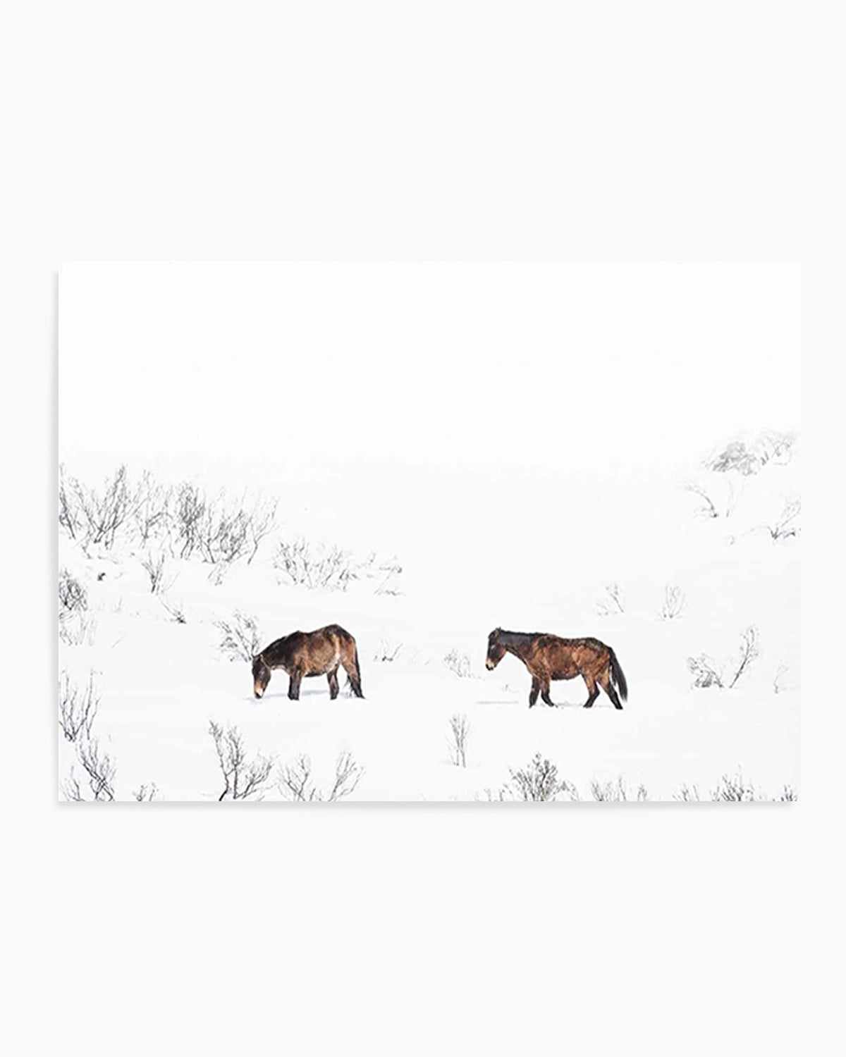 Baby Brumbies Art Print