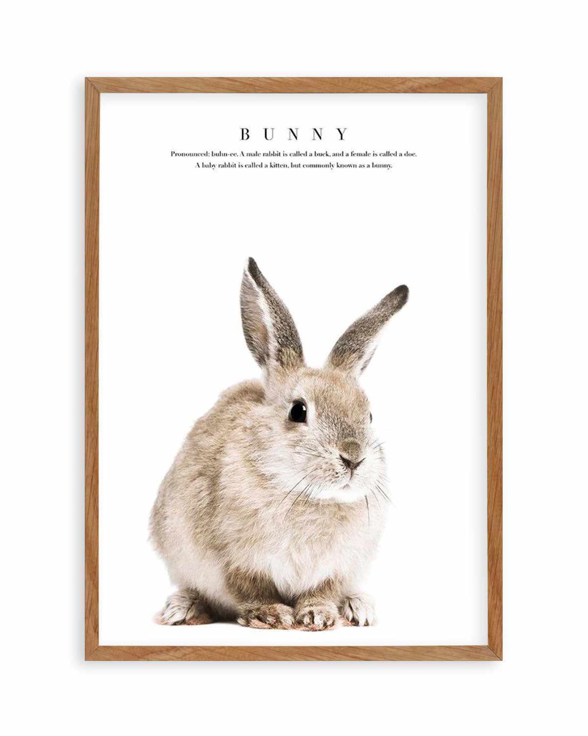 Baby Bunny Art Print