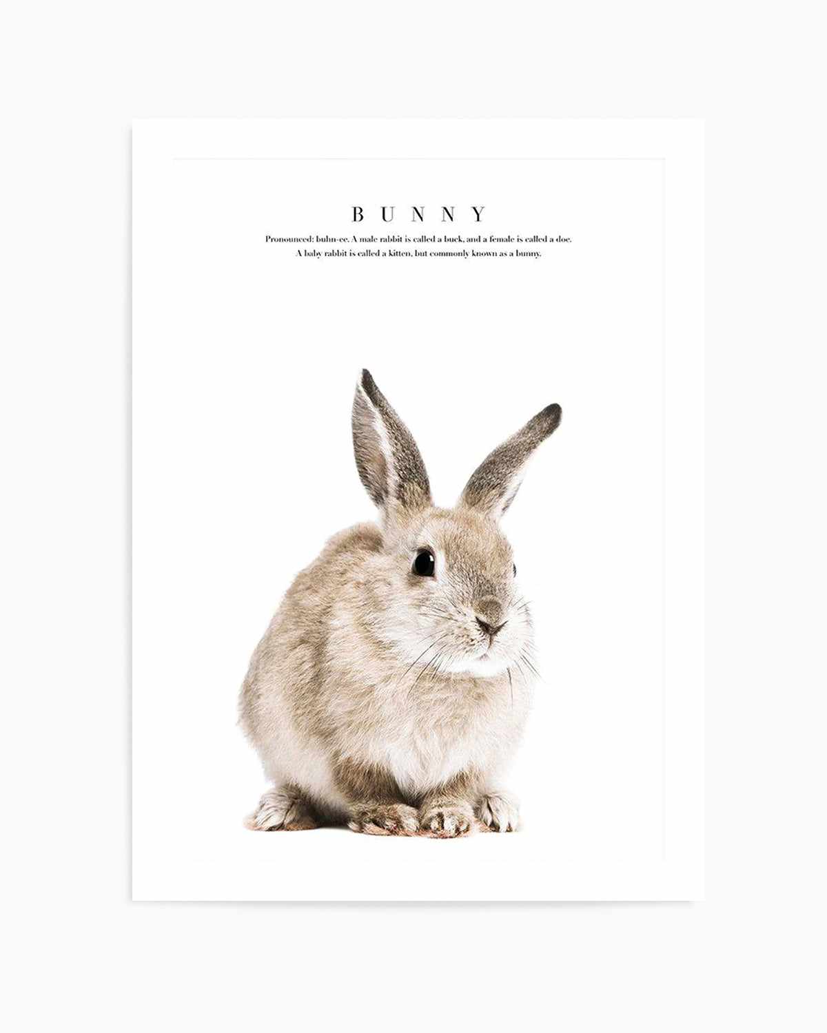 Baby Bunny Art Print