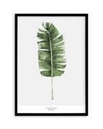 Banana Leaf II Art Print