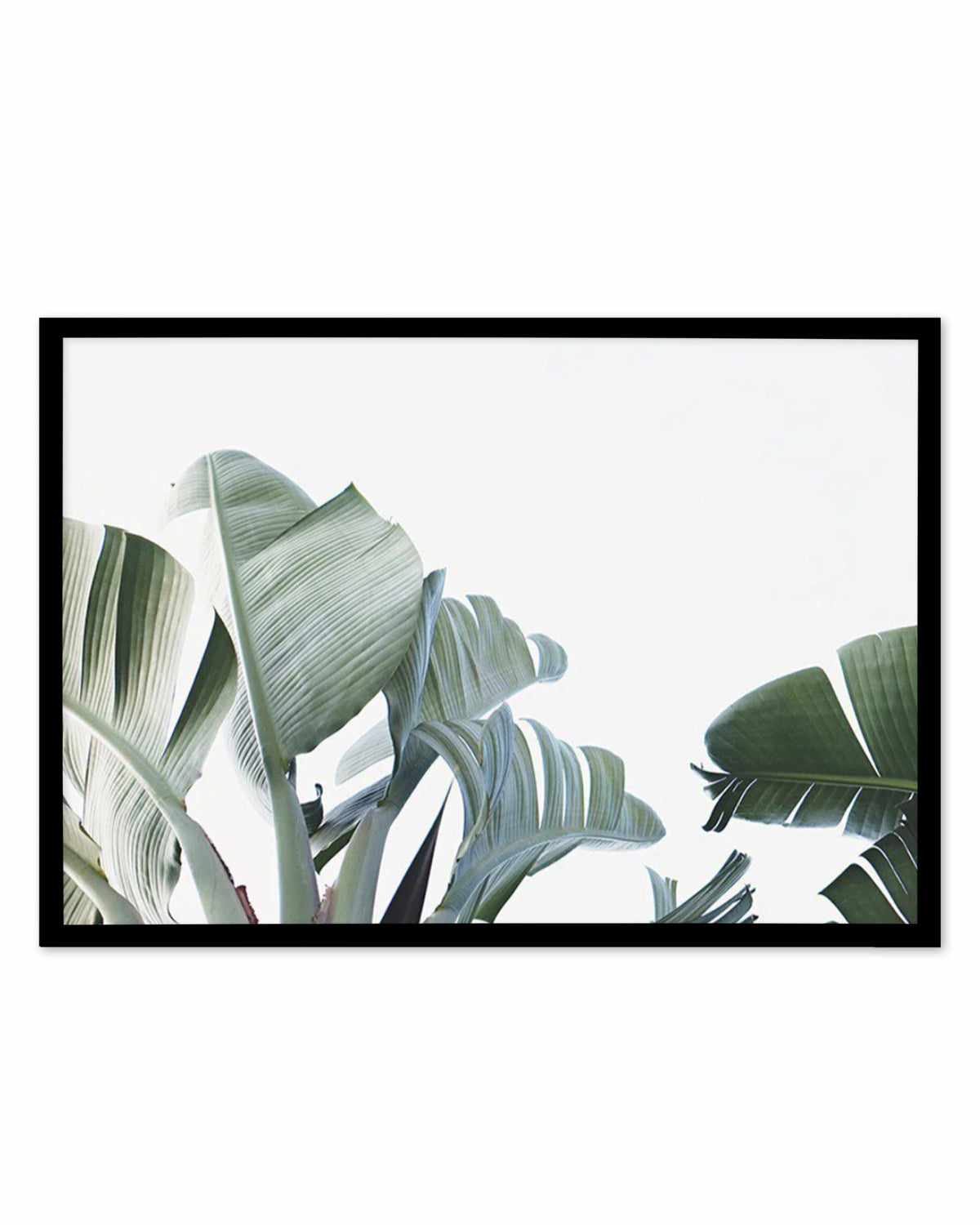 Banana Palm Leaves Art Print