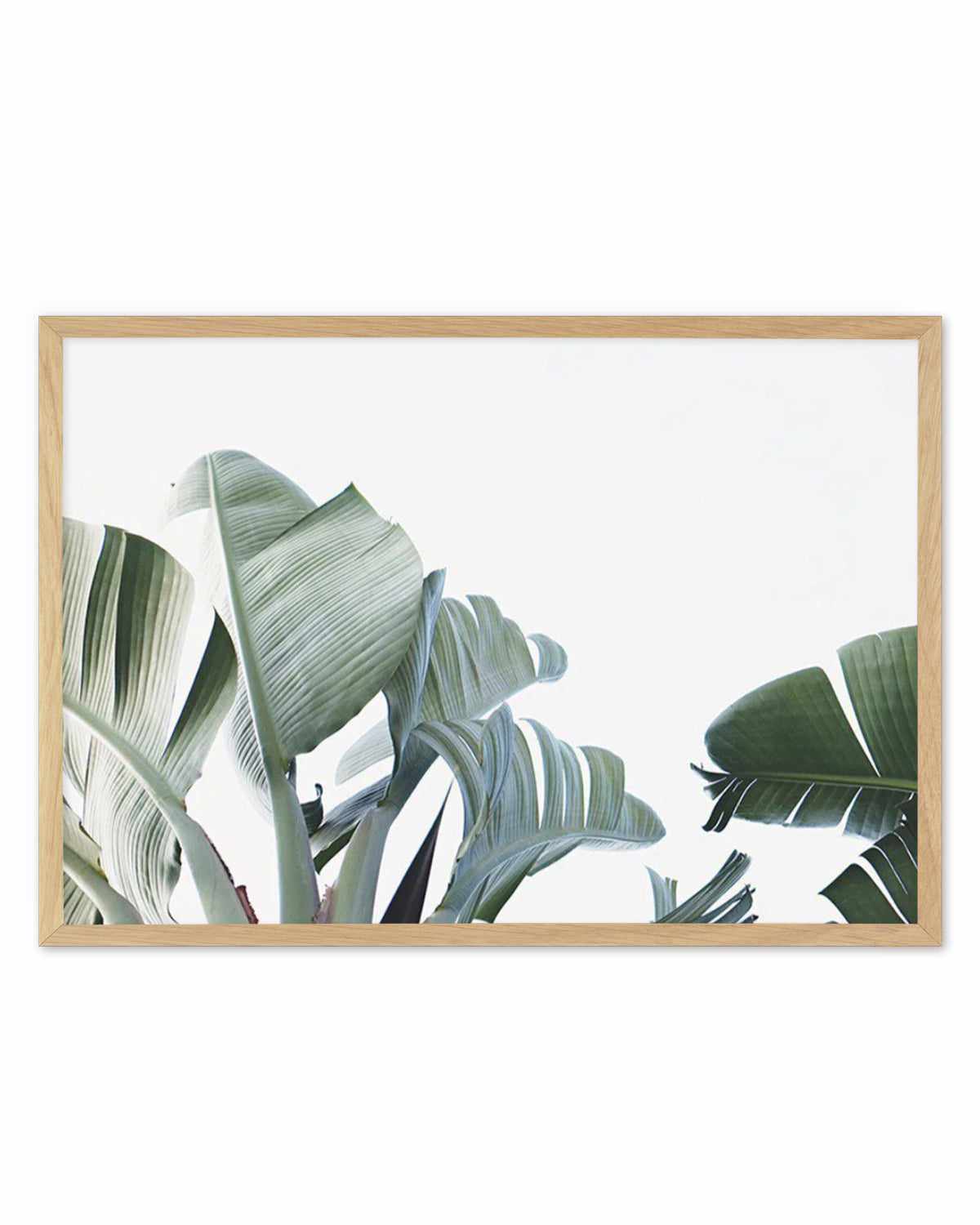 Banana Palm Leaves Art Print