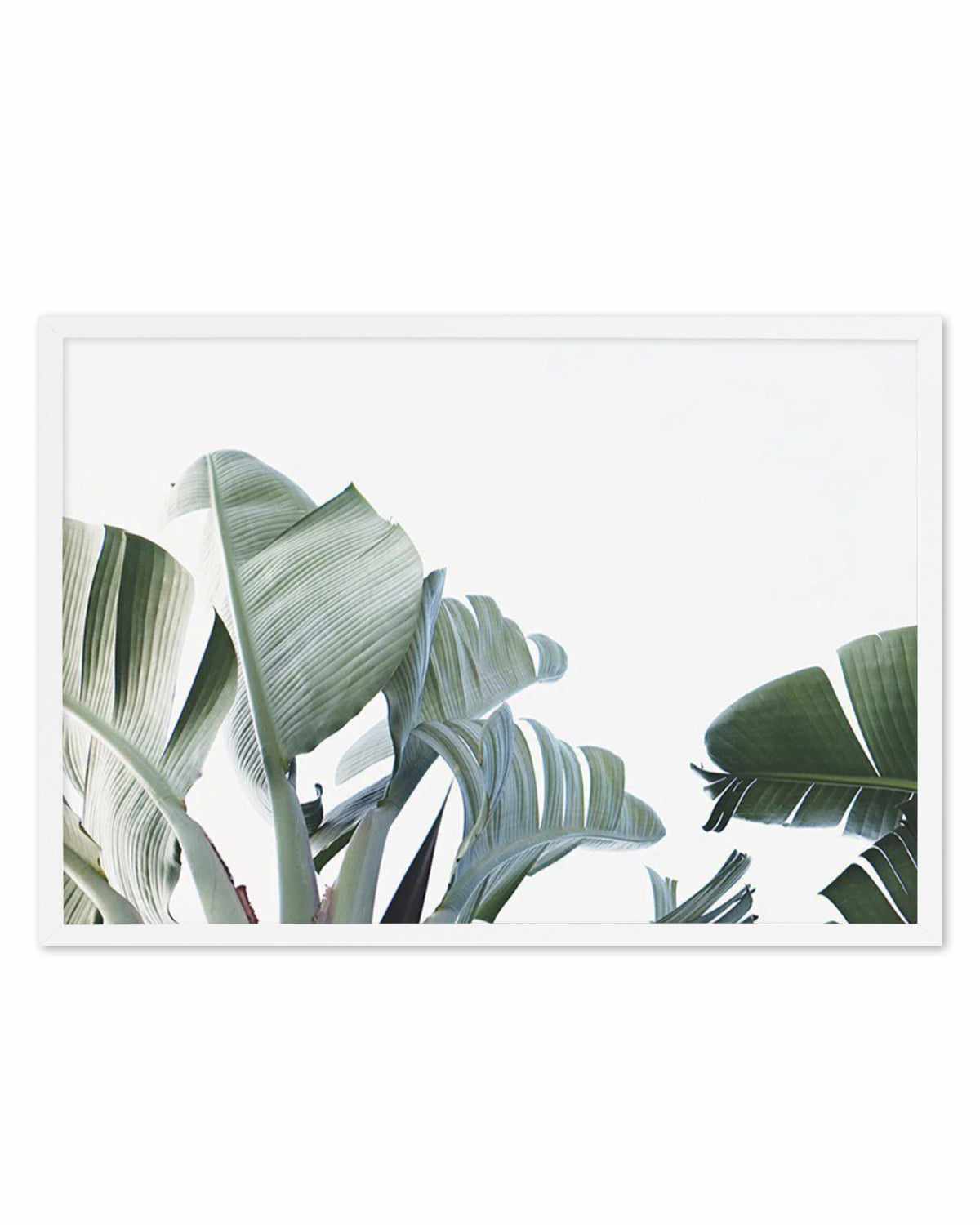 Banana Palm Leaves Art Print