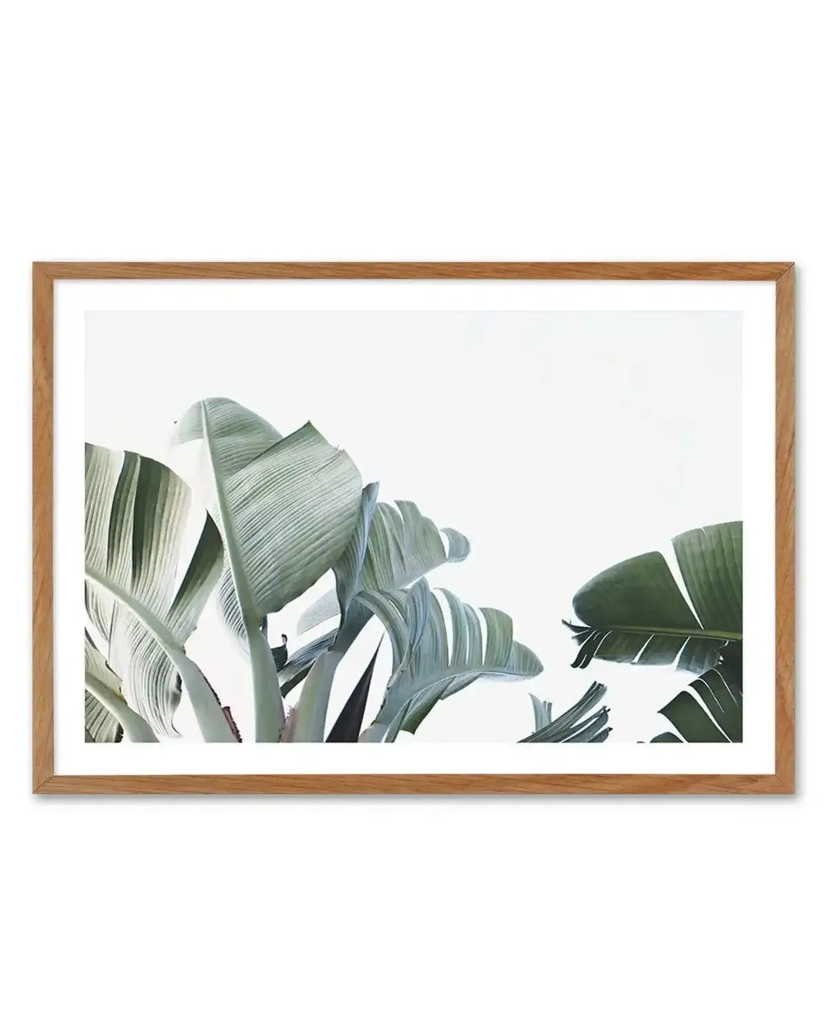 Banana Palm Leaves Art Print-PRINT-Olive et Oriel-Olive et Oriel-Buy-Australian-Art-Prints-Online-with-Olive-et-Oriel-Your-Artwork-Specialists-Austrailia-Decorate-With-Coastal-Photo-Wall-Art-Prints-From-Our-Beach-House-Artwork-Collection-Fine-Poster-and-Framed-Artwork