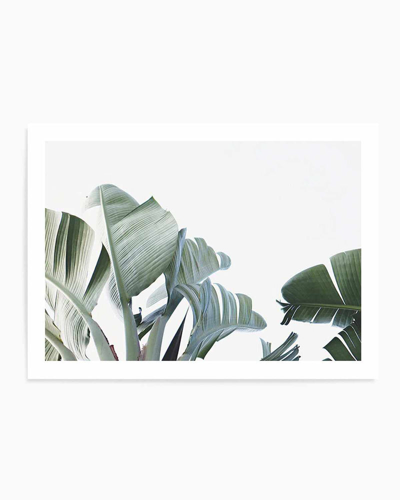 Banana Palm Leaves Art Print