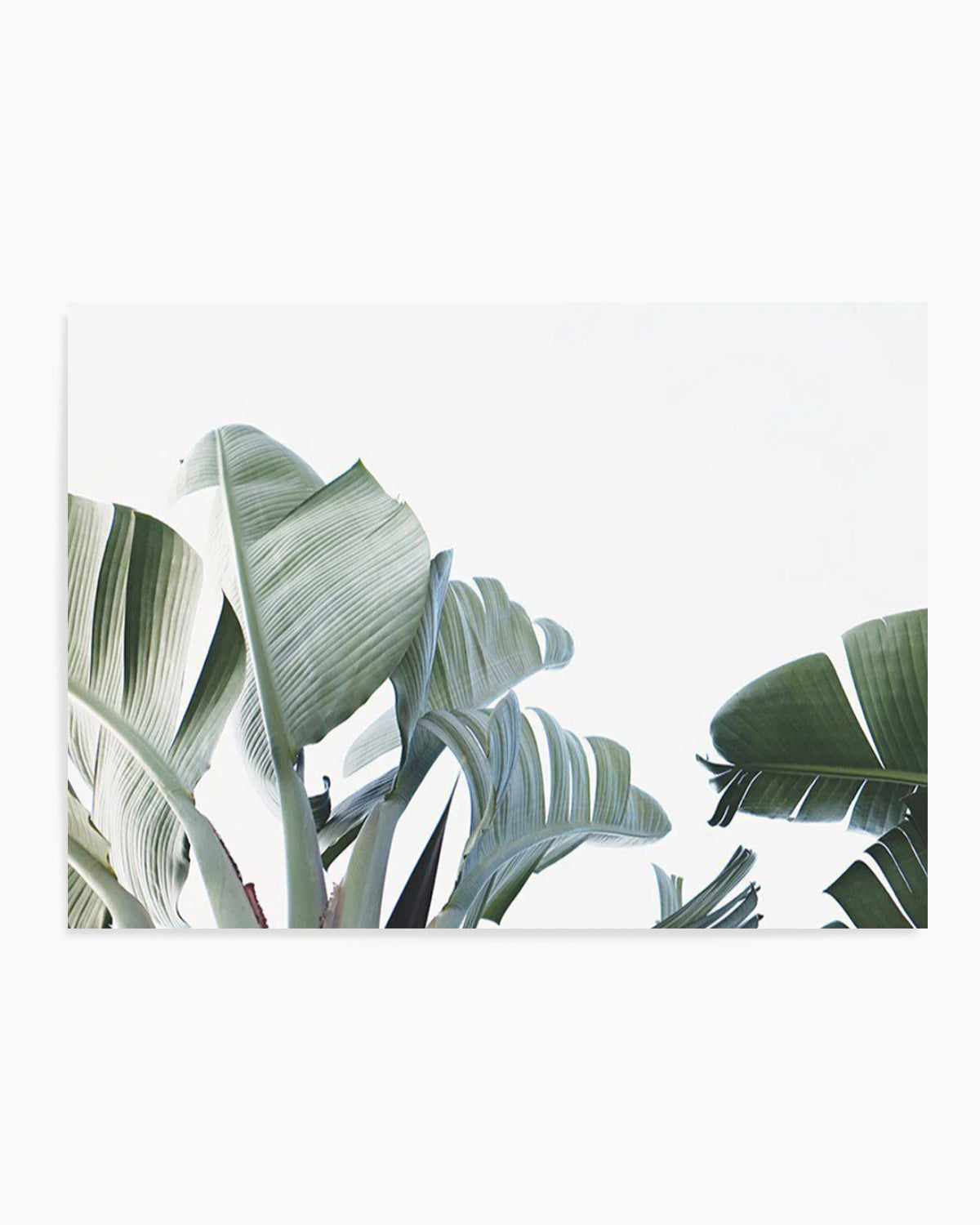 Banana Palm Leaves Art Print