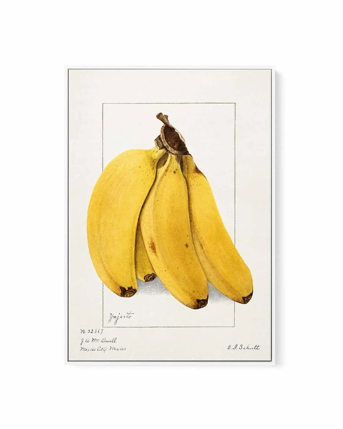 Bananas Vintage Poster | Framed Canvas Art Print from Olive et Oriel where you can shop wallpaper and artworks online