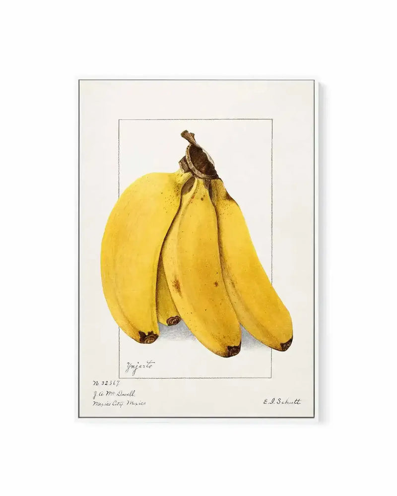 Bananas Vintage Poster | Framed Canvas Art Print from Olive et Oriel where you can shop wallpaper and artworks online