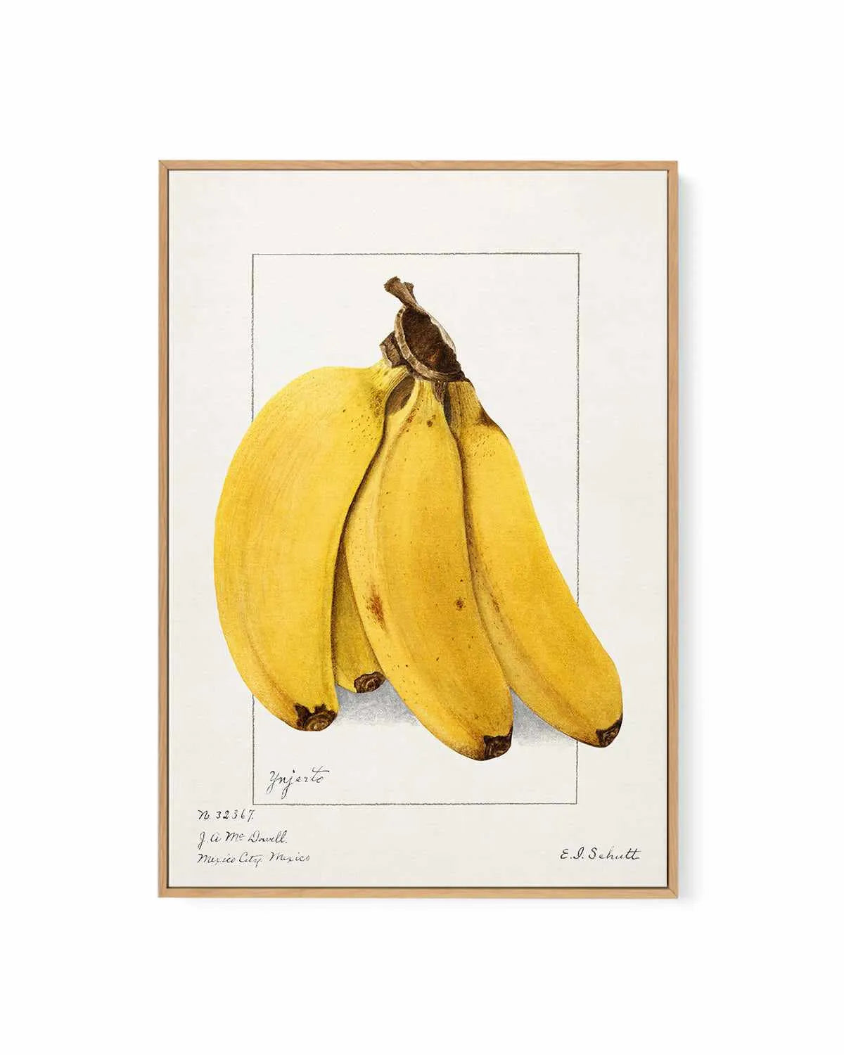 Bananas Vintage Poster | Framed Canvas Art Print from Olive et Oriel where you can shop wallpaper and artworks online