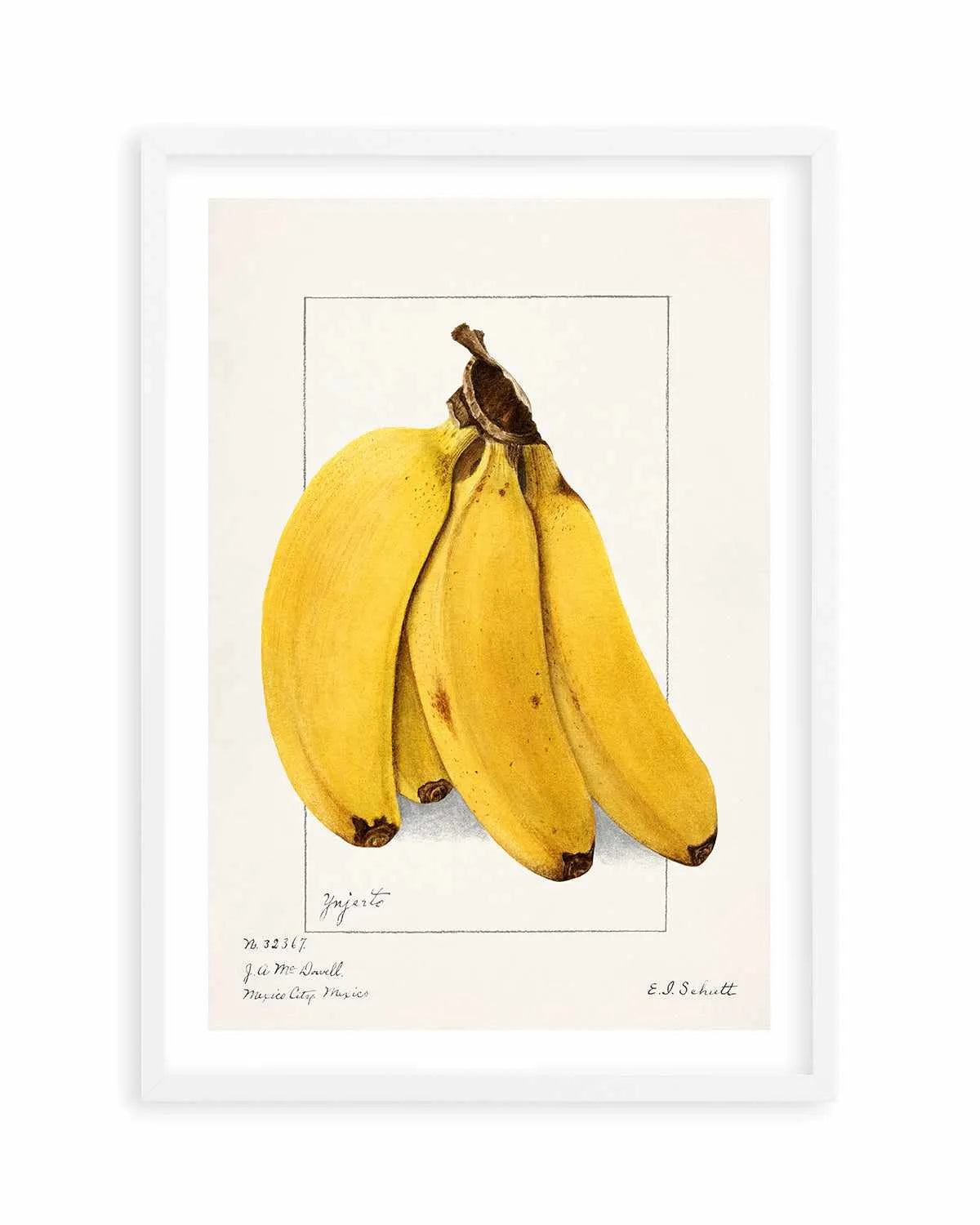 Bananas Vintage Poster Art Print from Olive et Oriel where you can shop wallpaper and artworks online
