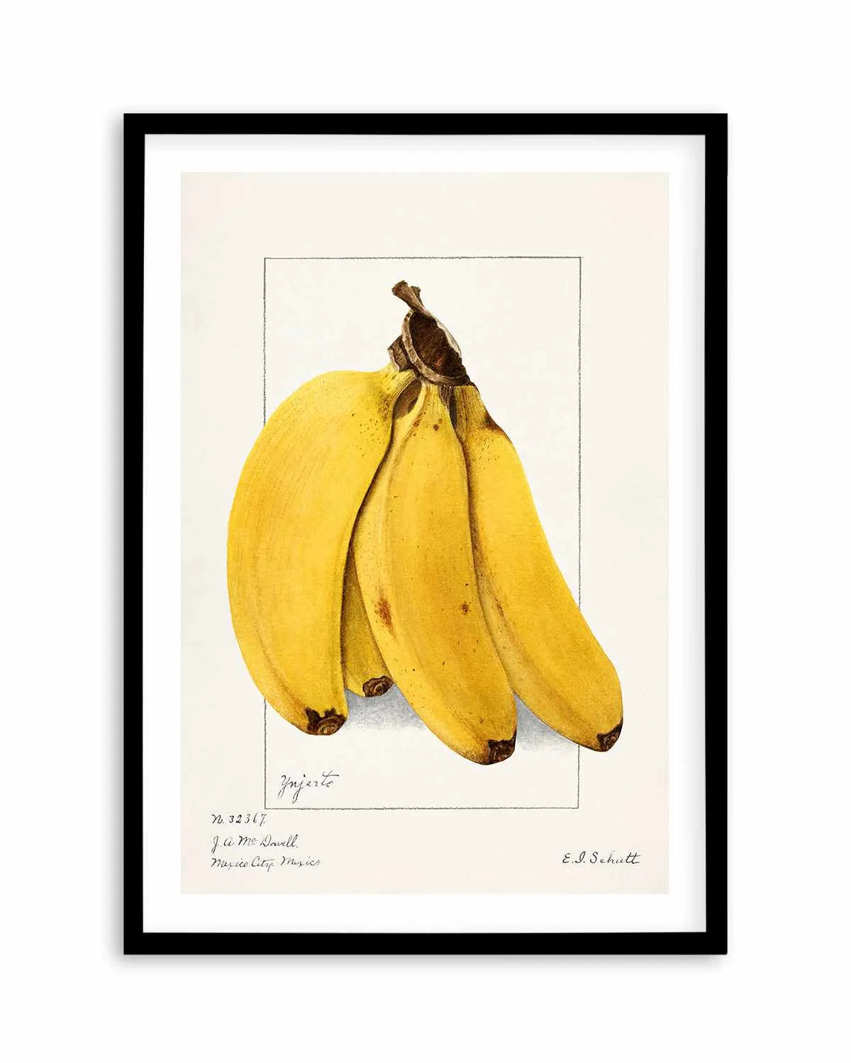Bananas Vintage Poster Art Print from Olive et Oriel where you can shop wallpaper and artworks online