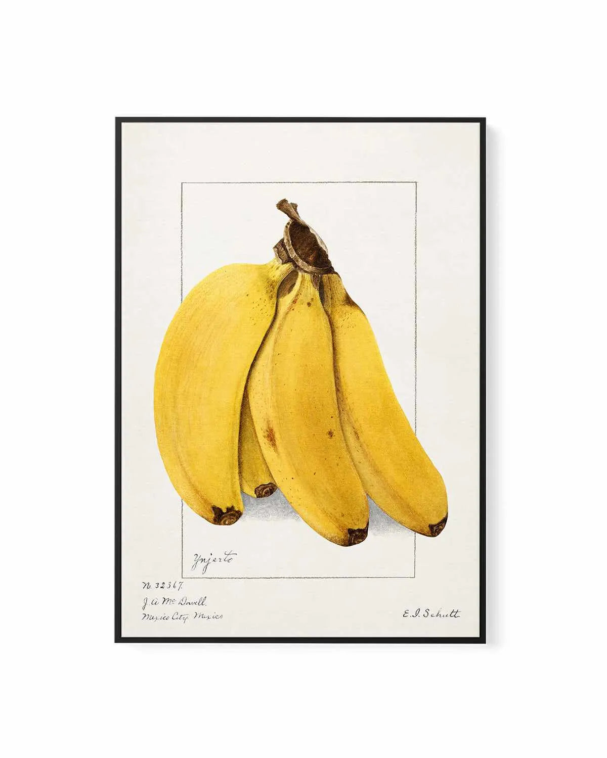 Bananas Vintage Poster | Framed Canvas Art Print from Olive et Oriel where you can shop wallpaper and artworks online