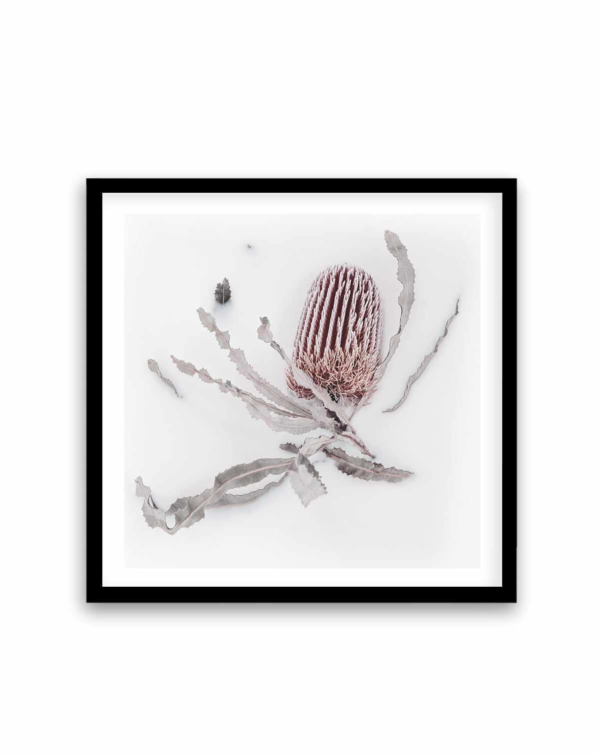 Banksia I | Art Print