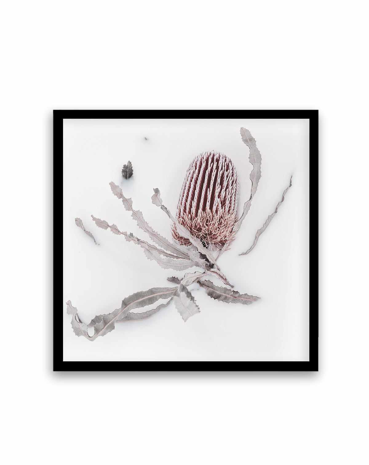 Banksia I | Art Print