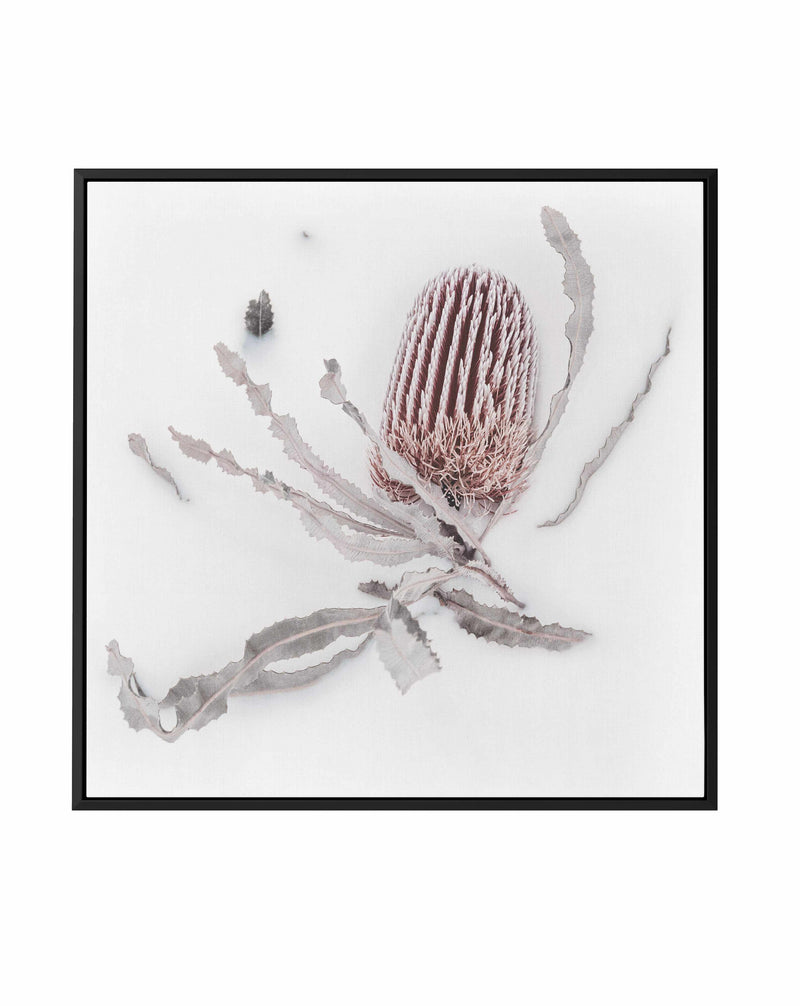 Banksia I | Framed Canvas Art Print