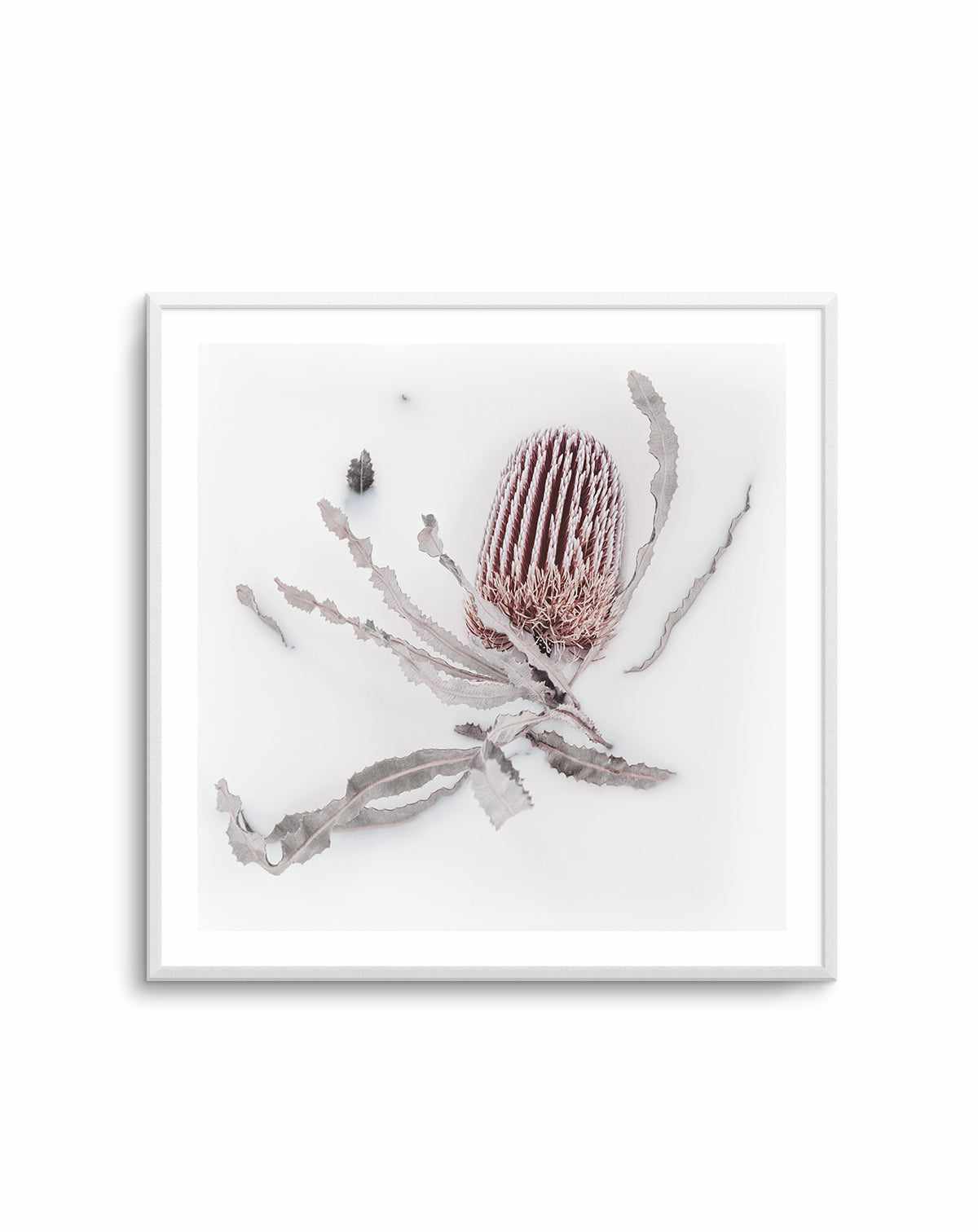 Banksia I | Art Print