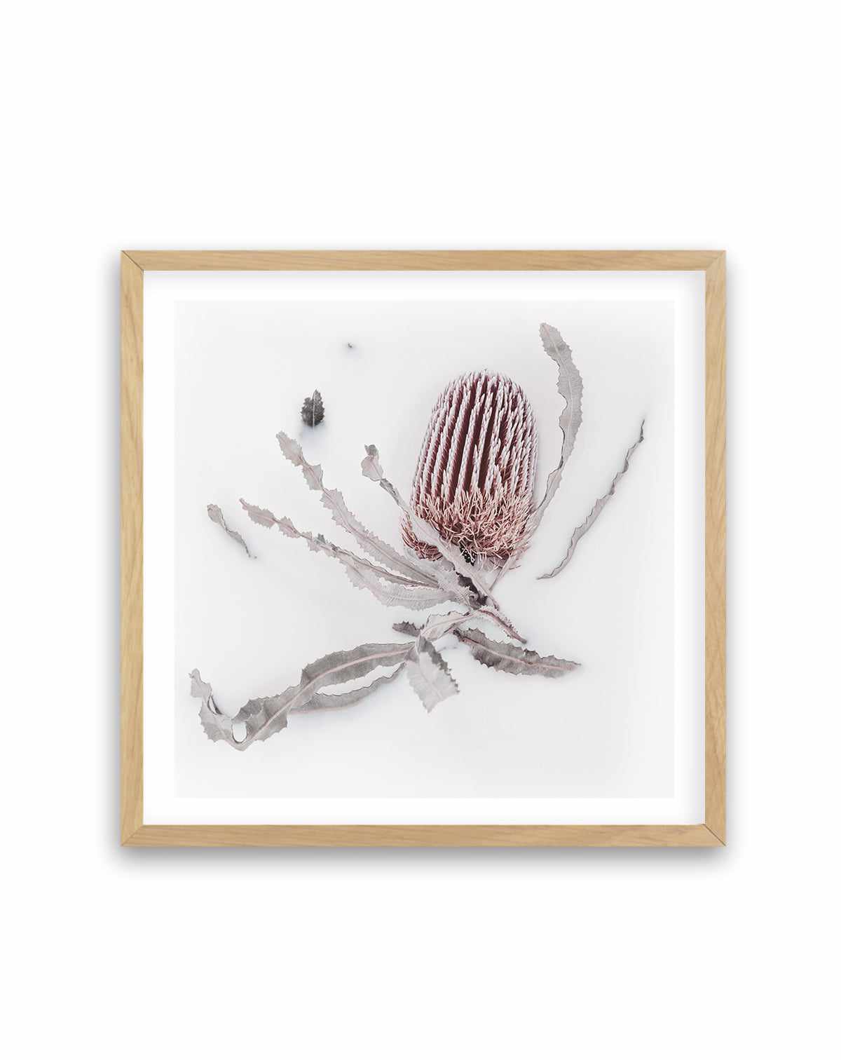 Banksia I | Art Print