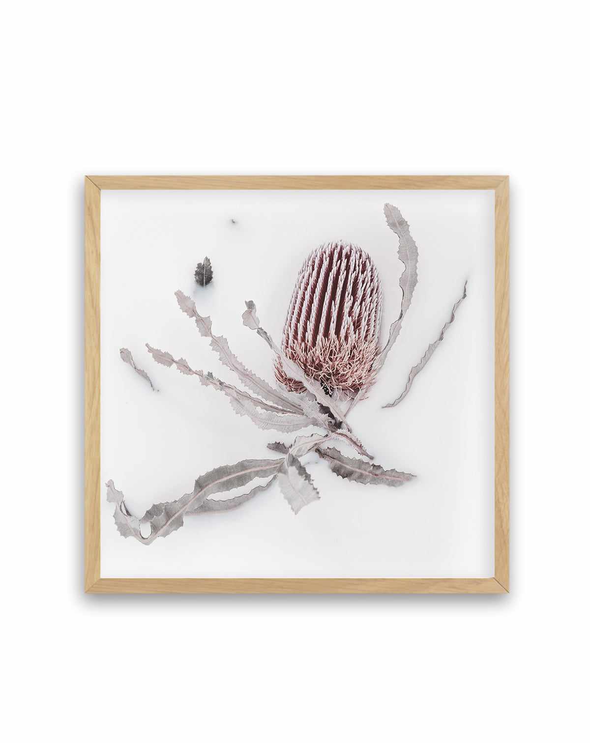 Banksia I | Art Print