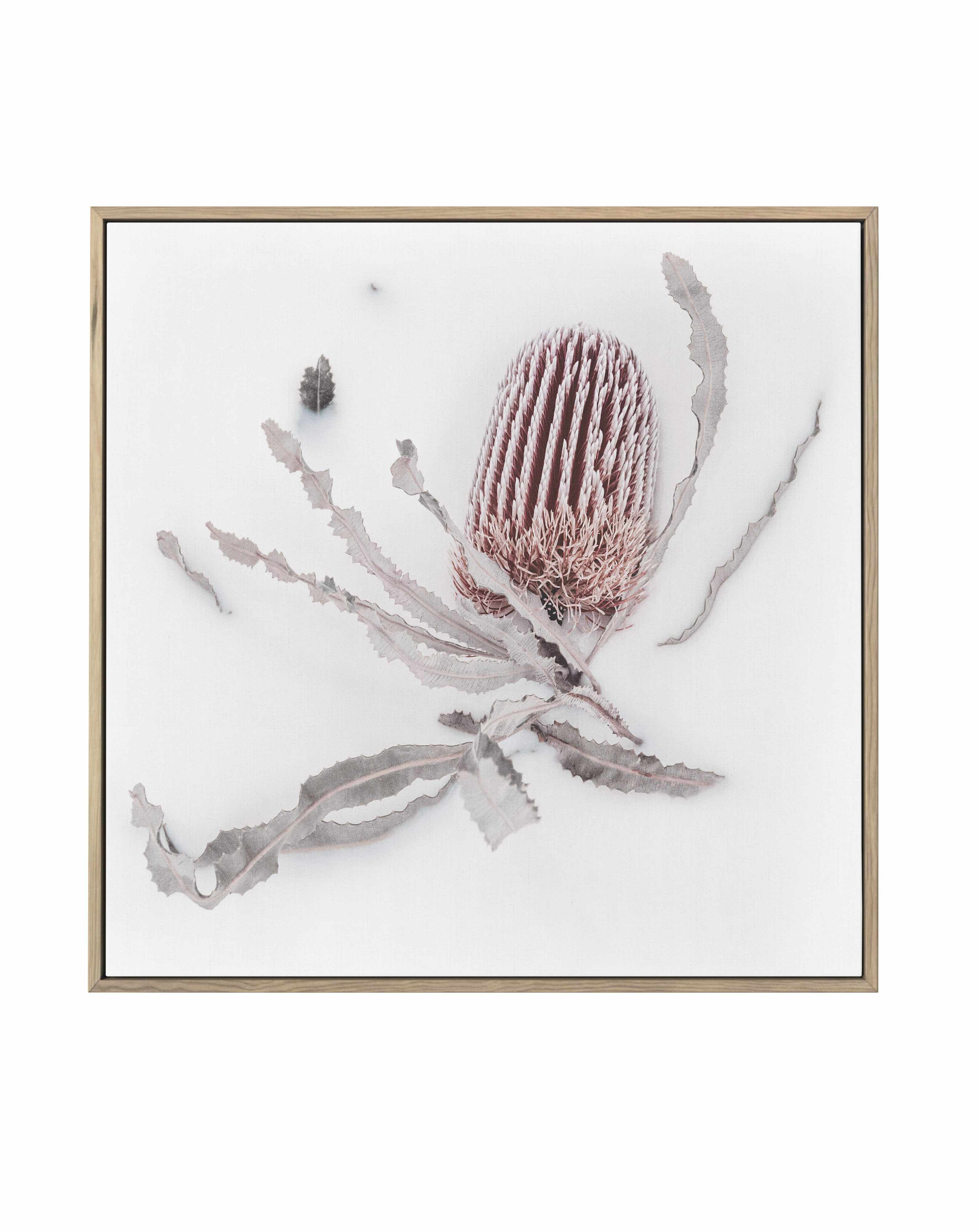 Banksia I | Framed Canvas Art Print