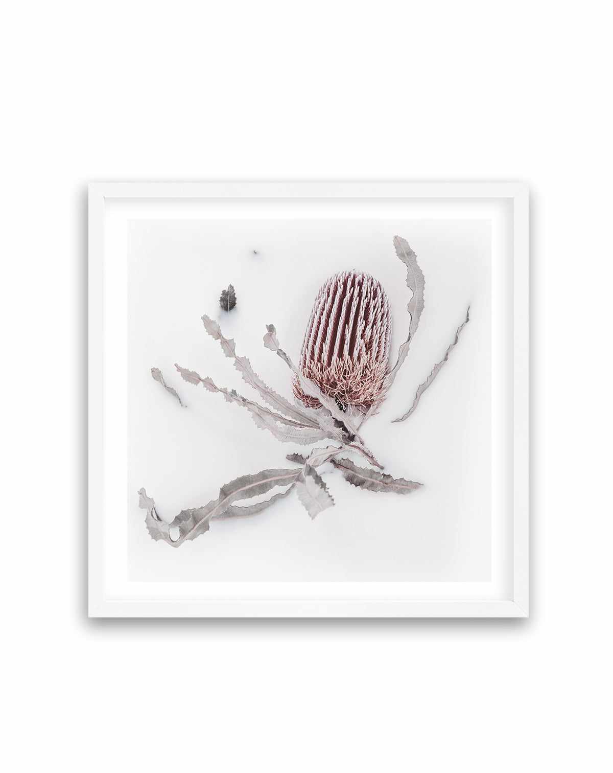 Banksia I | Art Print