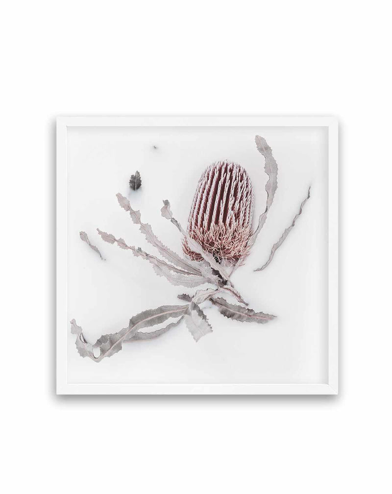Banksia I | Art Print