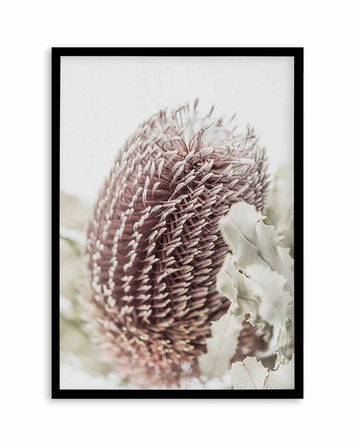 Banksia I Art Print