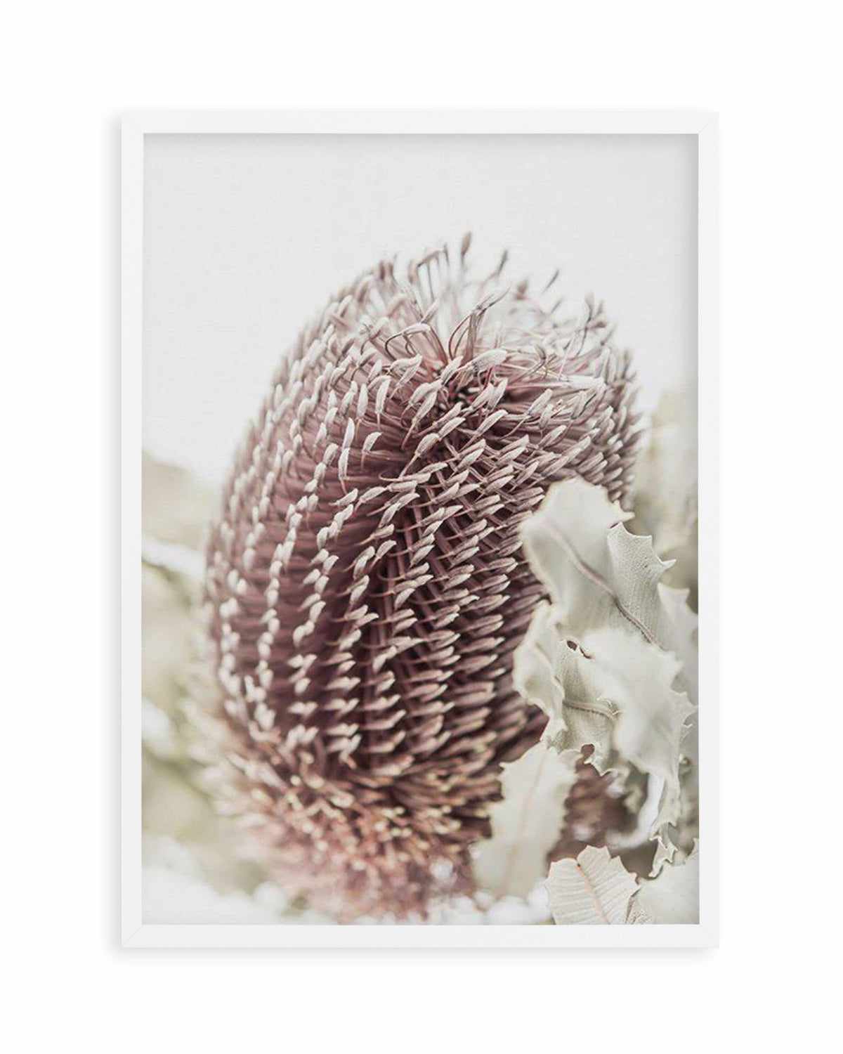 Banksia I Art Print