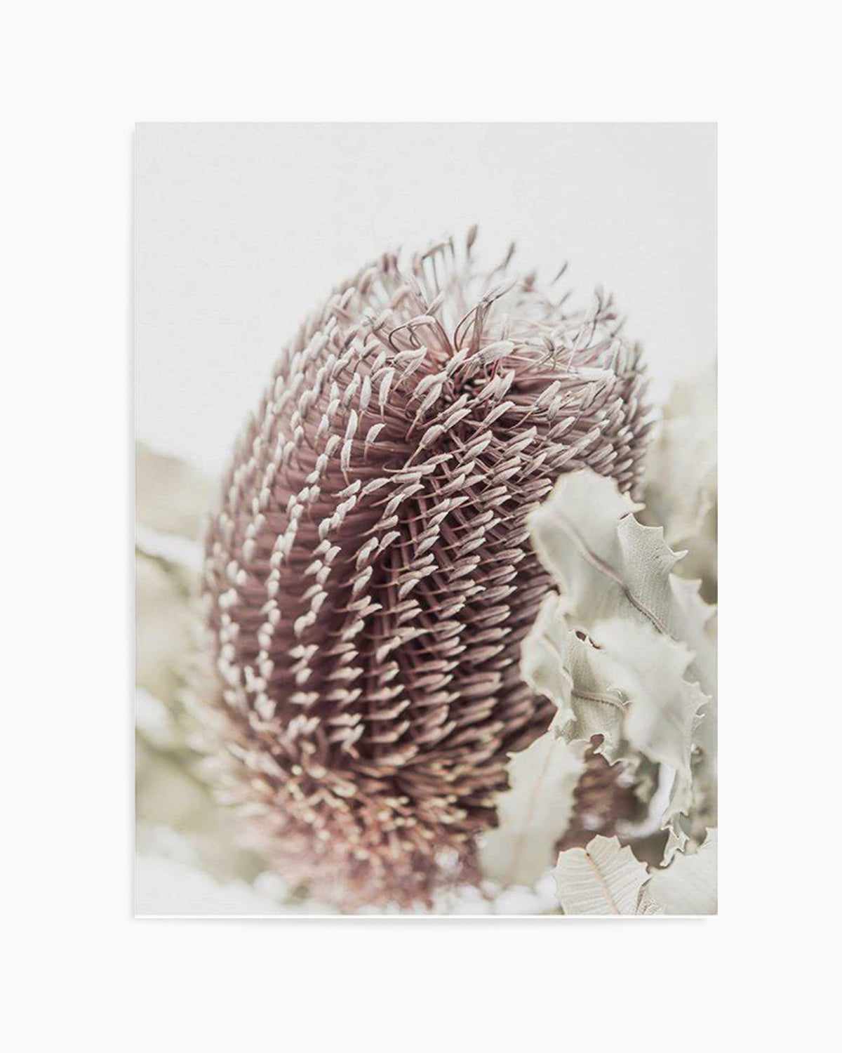 Banksia I Art Print