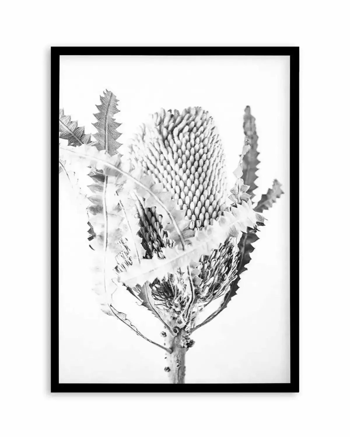 Banksia I B&W Art Print from Olive et Oriel where you can shop wallpaper and artworks online