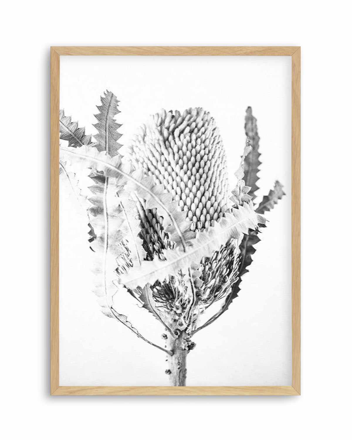 Banksia I B&W Art Print