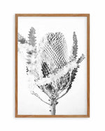 Banksia I B&W Art Print