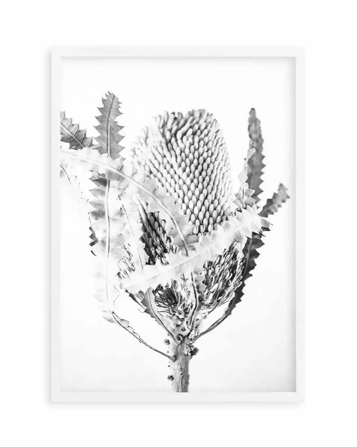Banksia I B&W Art Print from Olive et Oriel where you can shop wallpaper and artworks online