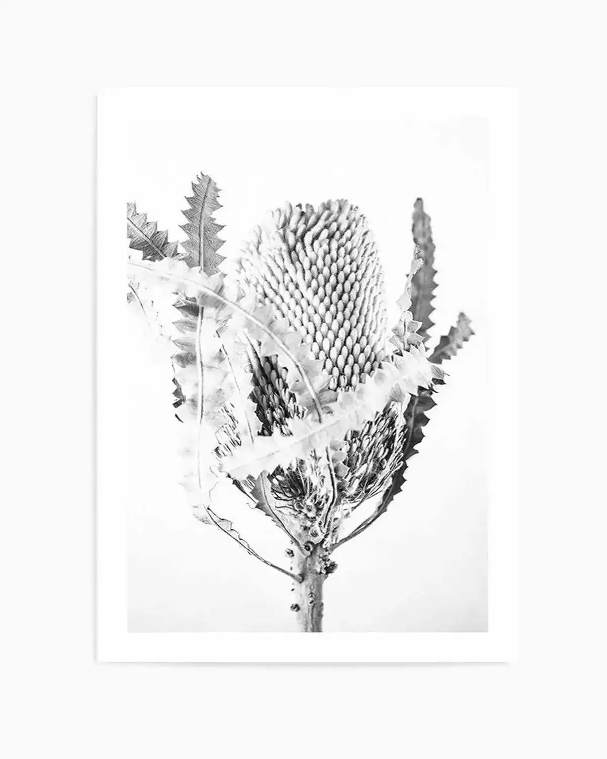 Banksia I B&W Art Print from Olive et Oriel where you can shop wallpaper and artworks online
