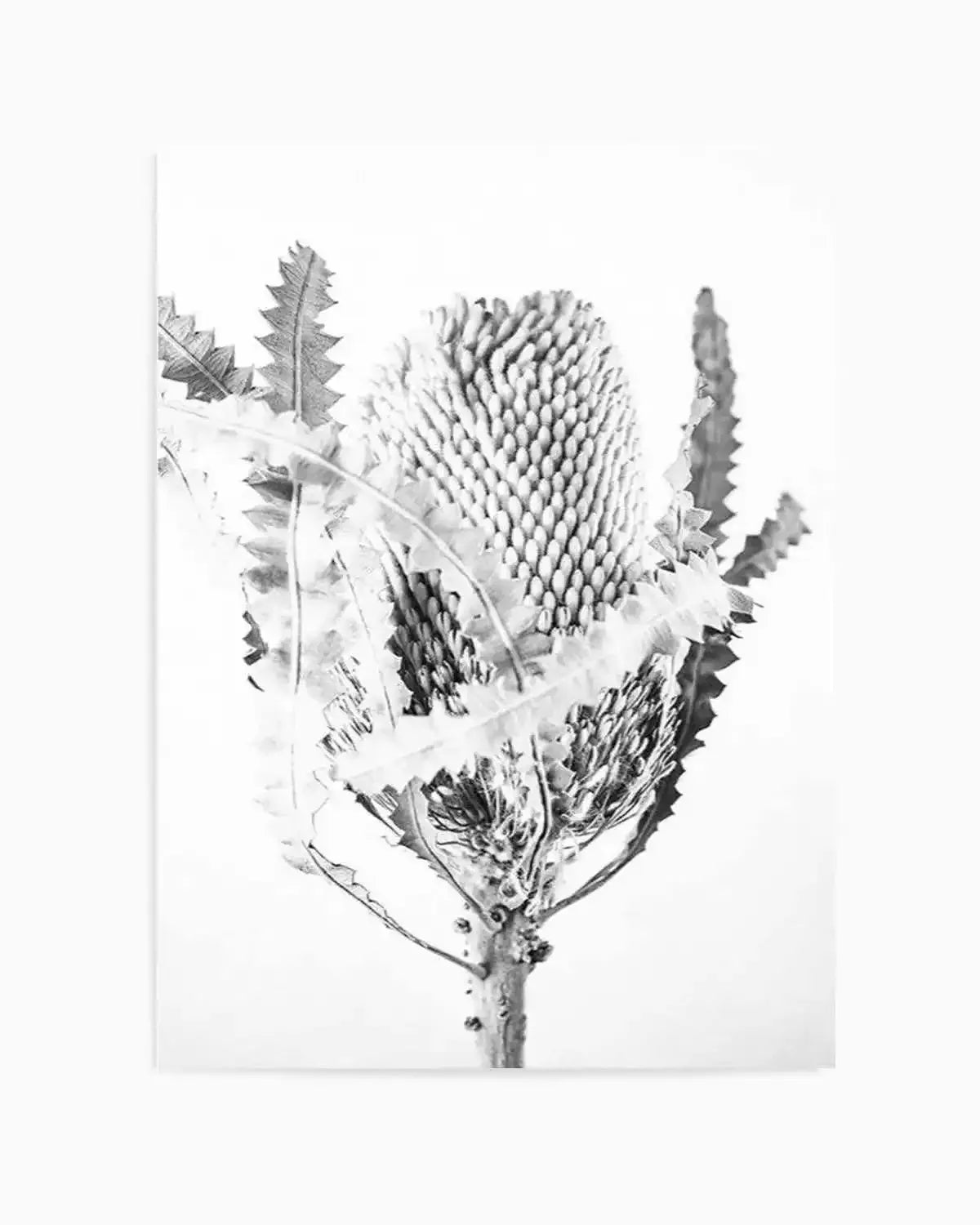 Banksia I B&W Art Print from Olive et Oriel where you can shop wallpaper and artworks online